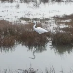 A Walk in the Wetlands