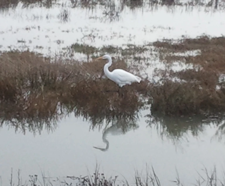 A Walk in the Wetlands